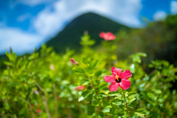 沖縄県石垣島の海がある風景 Ishigaki Okinawa