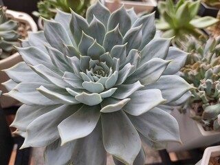 various kind of succulent plants are blooming in summer time design for growth concept
