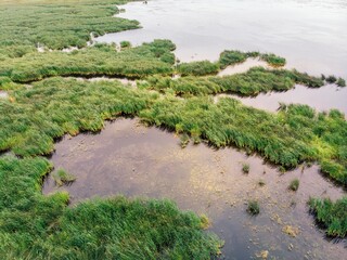 Swamps with reeds and grass top view from a quadcopter. Islets of green grass and muddy water, Mamontovo lakes, Altai