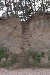 Obraz premium tree in the mountains