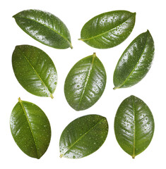 Beautiful fresh green leaves with water drops on white background, collage