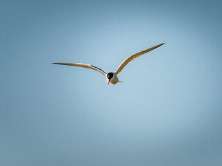 Seagull in flight