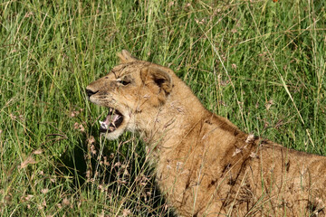 Lion cub calling out in tall grass in the morning