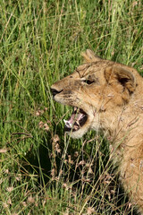 Lion cub calling out in tall grass in the morning