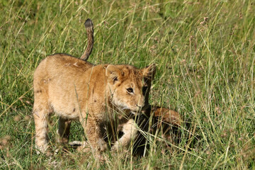 Obraz na płótnie Canvas Lion cub stalking in tall grass