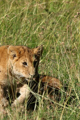 Lion cub stalking in tall grass