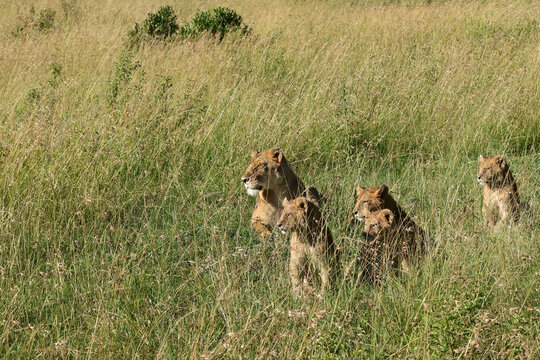 Lioness with cubs in tall grass in the morning
