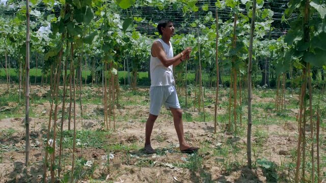 A young man in casual clothes plucking healthy ridge gourd / turai vegetable from farm. Long shot of an agricultural field with a farmer harvesting / handpicking the nutritious produce - Indian cul...