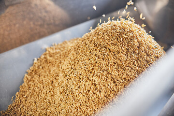 Abundance of fresh golden grains on the factory