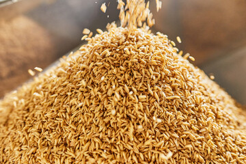 Abundance of fresh golden grains on the factory