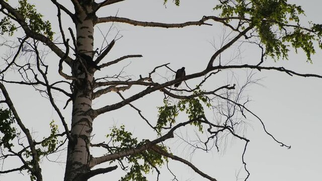 Black ravens sitting on tree. Crows sitting on branches of a tree