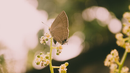 butterfly on a flower
