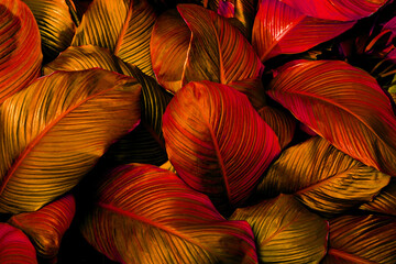 closeup nature view of red leaves background, abstract leaf texture