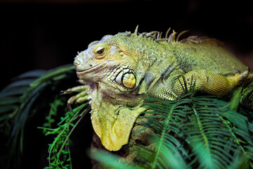 Portrait of a Green Iguana Lizard
