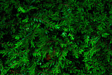 Fototapeta na wymiar Full Frame of Tropical Leaves Texture Background. tropical leaf