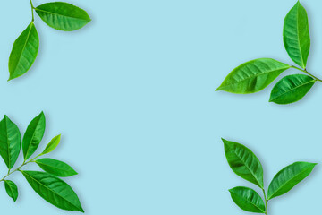 top view of green tea leaf on blue color background. minimal summer concept, flat lay, copy space