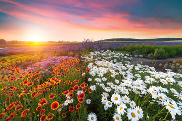 Beautiful cosmos flowers blooming in garden