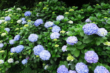 フェンス越しに咲く紫陽花