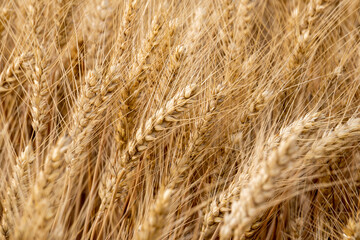 Golden yellow wheat fields, mature wheat.