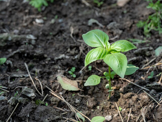 Basil sprout in the ground. Copy space.