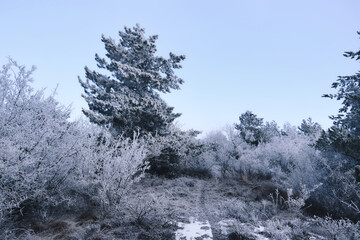 Frozen winter forest near Beshtau Mount, Stavropol region of Russia