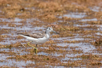 Common Greenshank - Tringa nebularia, shore water bird common in European swamps and fresh waters, Bale Mountains, Ethiopia.