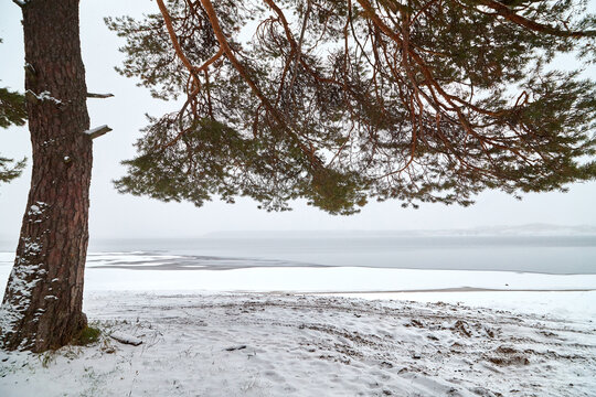Nature landscape with lake under ice and snow and dark trees on shore in cold winter or autumn day or evening