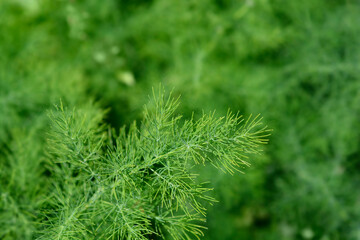 Narrow-leaved asparagus