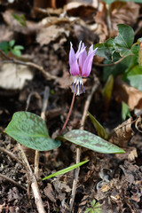 Dogs tooth violet