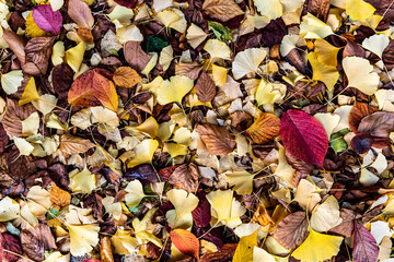Beautiful and lonely autumn leaves