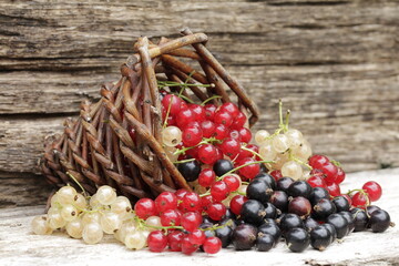 three colors from currants in a basket