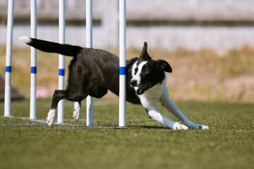 Purebred active black and white border collie running dog agility slalom course with full attention.Fast working border sheepdog winner champion on outside agility world competition on summer time