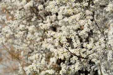 Cherry Plum