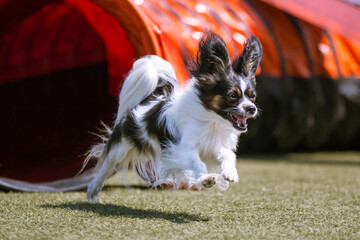 Fast and crazy tricolor papillon running agility course on outside competition during sunny summer...