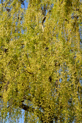 Golden Weeping Willow