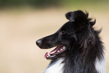 Summer portrait of sweet cute and smiling bi-black and white bicolor shetland sheepdog, sheltie. Little lassie, collie dog outdoors on summer time, small collie on yellow grass background