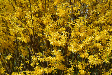 Weeping forsythia