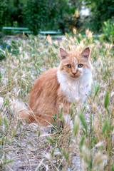 Naklejka na ściany i meble A ginger homeless cat sits on the lawn against the backdrop of bushes. Portrait of a beautiful homeless cat on the loose.
