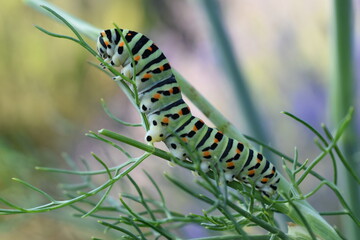 Picture of a beautiful caterpillar. Despite their beauty caterpillars are typically voracious feeders and many of them are among the most serious of agricultural pests. 