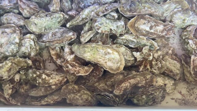 Fresh oysters in an aquarium with clear water.
