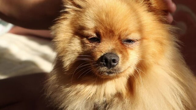 A man's hand strokes and caresses a fluffy Pomeranian. The dog squints with the rays of the sun. Portrait of a pet.