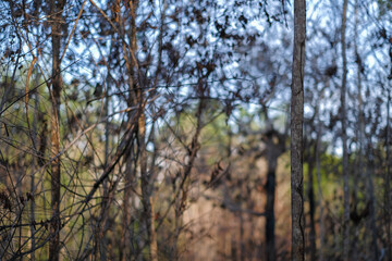 Burned trees in the forest after wildfire with dust and ashes,  issue of air pollution ecological damage..