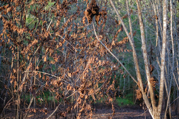 Burned trees in the forest after wildfire with dust and ashes,  issue of air pollution ecological damage..