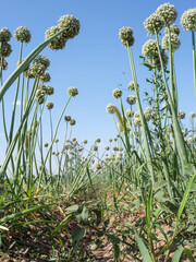 Blooming onions grown in the field.