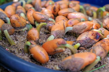 Close up durian or king fruit plants bud in growing in the ground