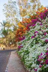 Obraz premium Empty road with colorful flowers on the street of Egypt in Sharm El Sheikh
