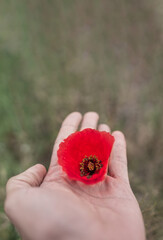 Left hand holding poppy flower with blurred background