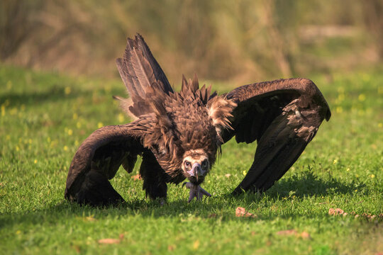 Portrait of a vulture posing at sunset