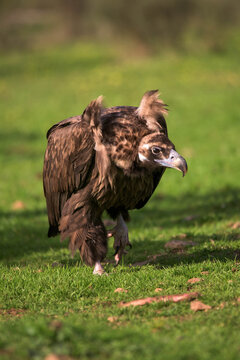 Portrait of a vulture posing at sunset