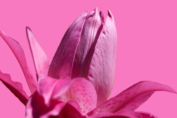 Opening bud pink lily isolated on pink background
